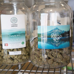 jars of cultivated marijuana buds